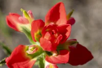 Indian Paintbrush